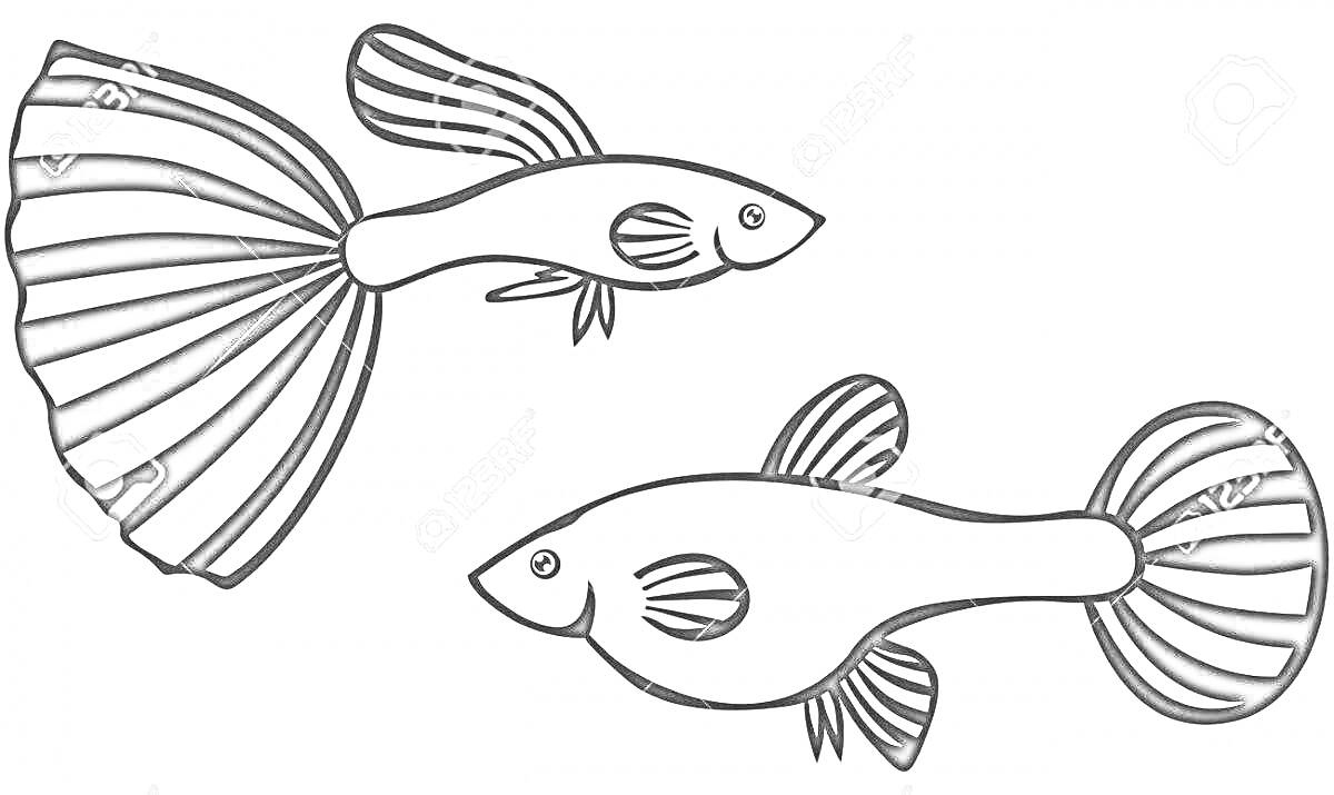 На раскраске изображено: Гуппи, Полосы, Плавники, Рыба, Морские животные
