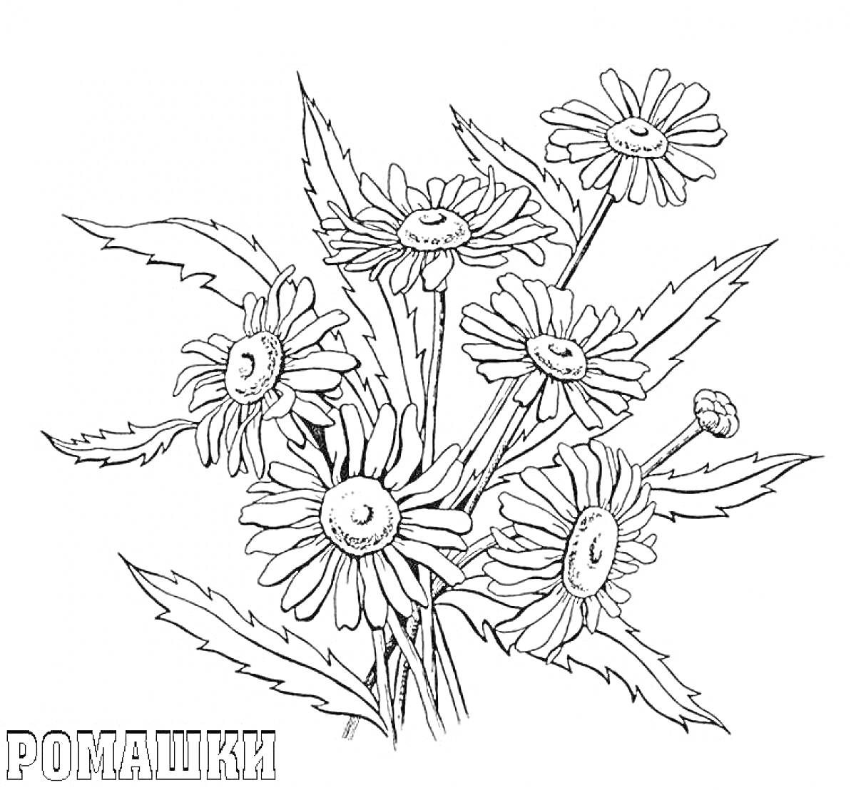 Раскраска Букет из семи ромашек с листьями, надпись 