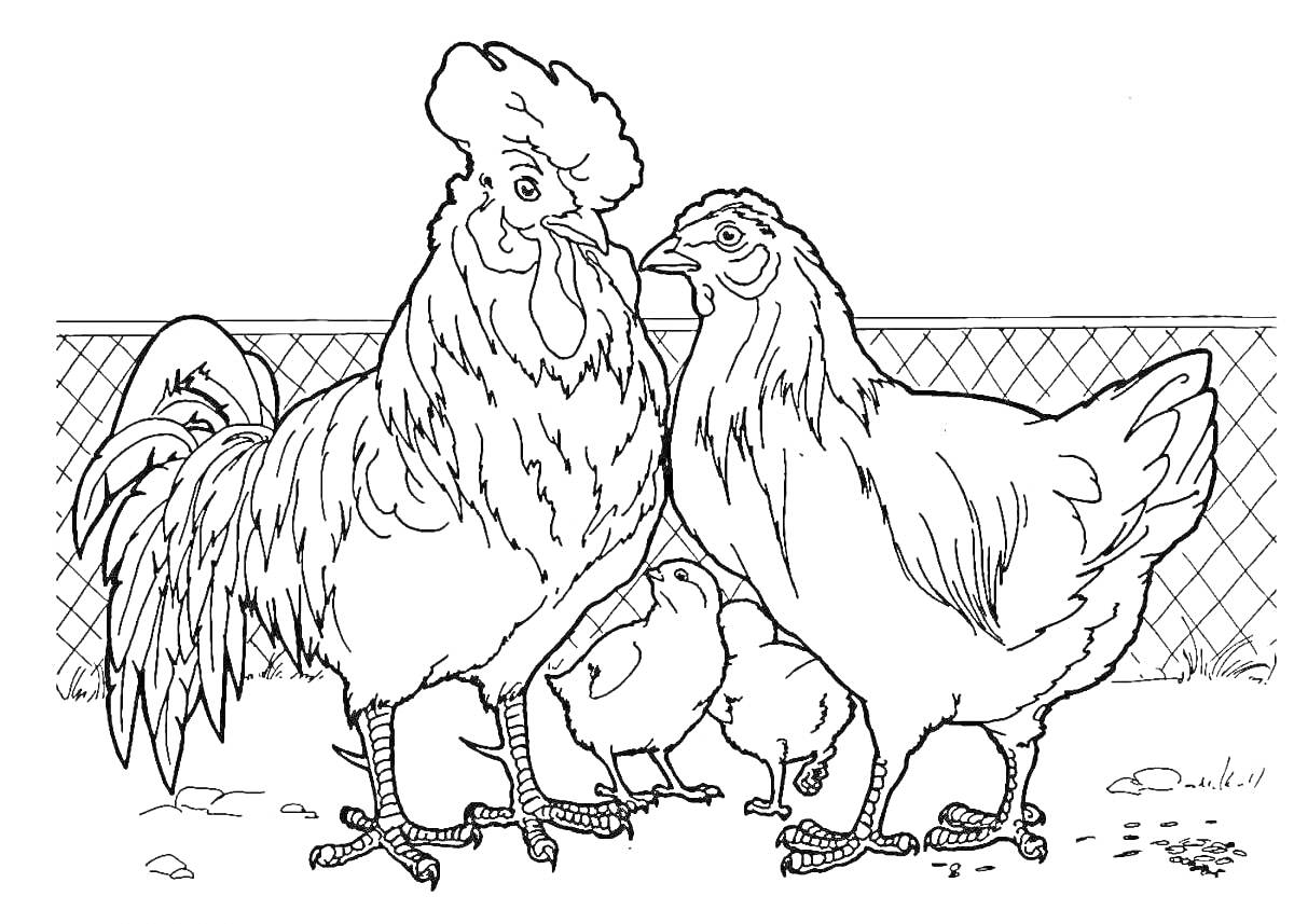 Раскраска Пара кур, петух и цыплята на фоне забора
