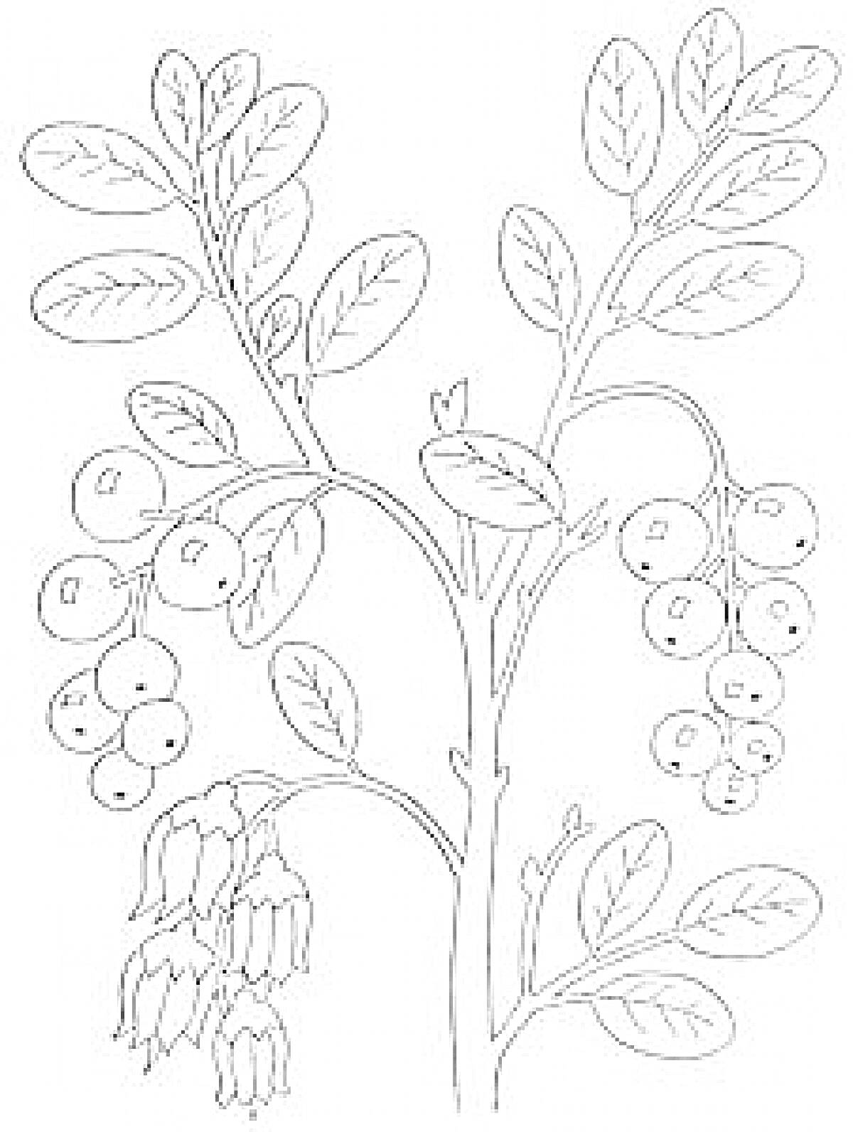 Раскраска Ветвь с листьями, ягодами и цветами