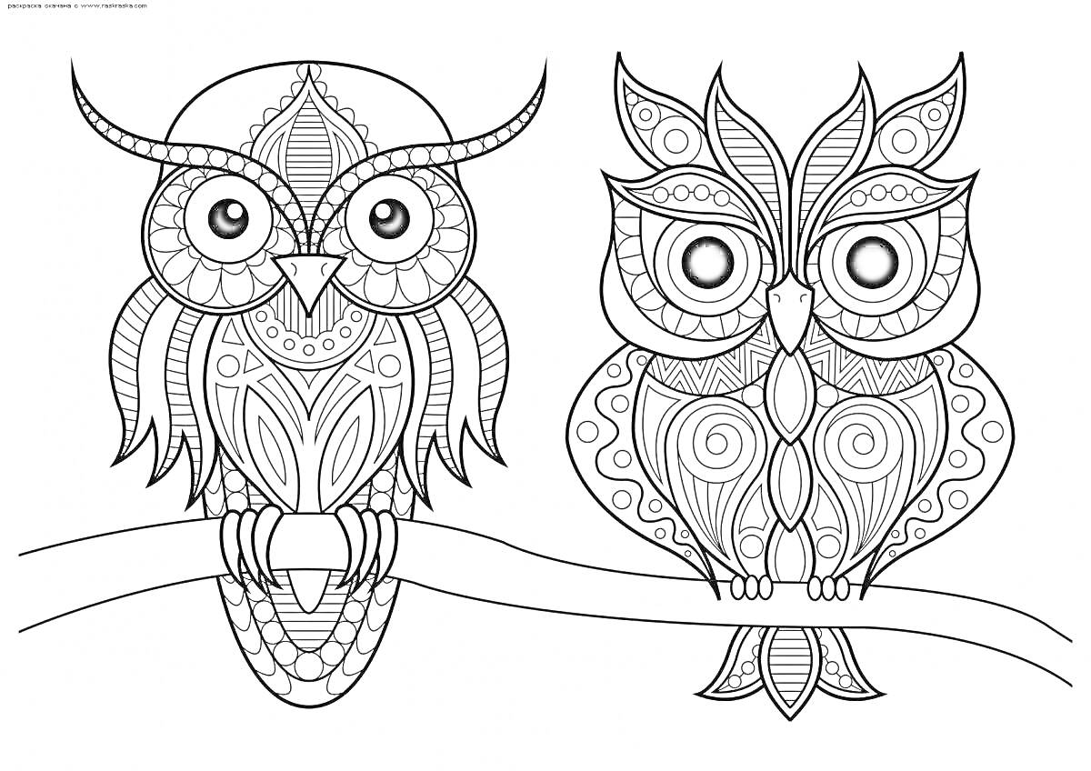Раскраска Раскраска-антистресс для 1 класса с двумя совами на ветке