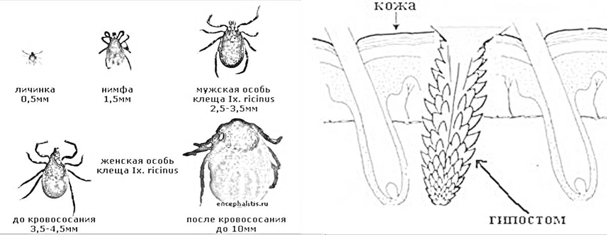 На раскраске изображено: Клещ, Паразит, Энтомология