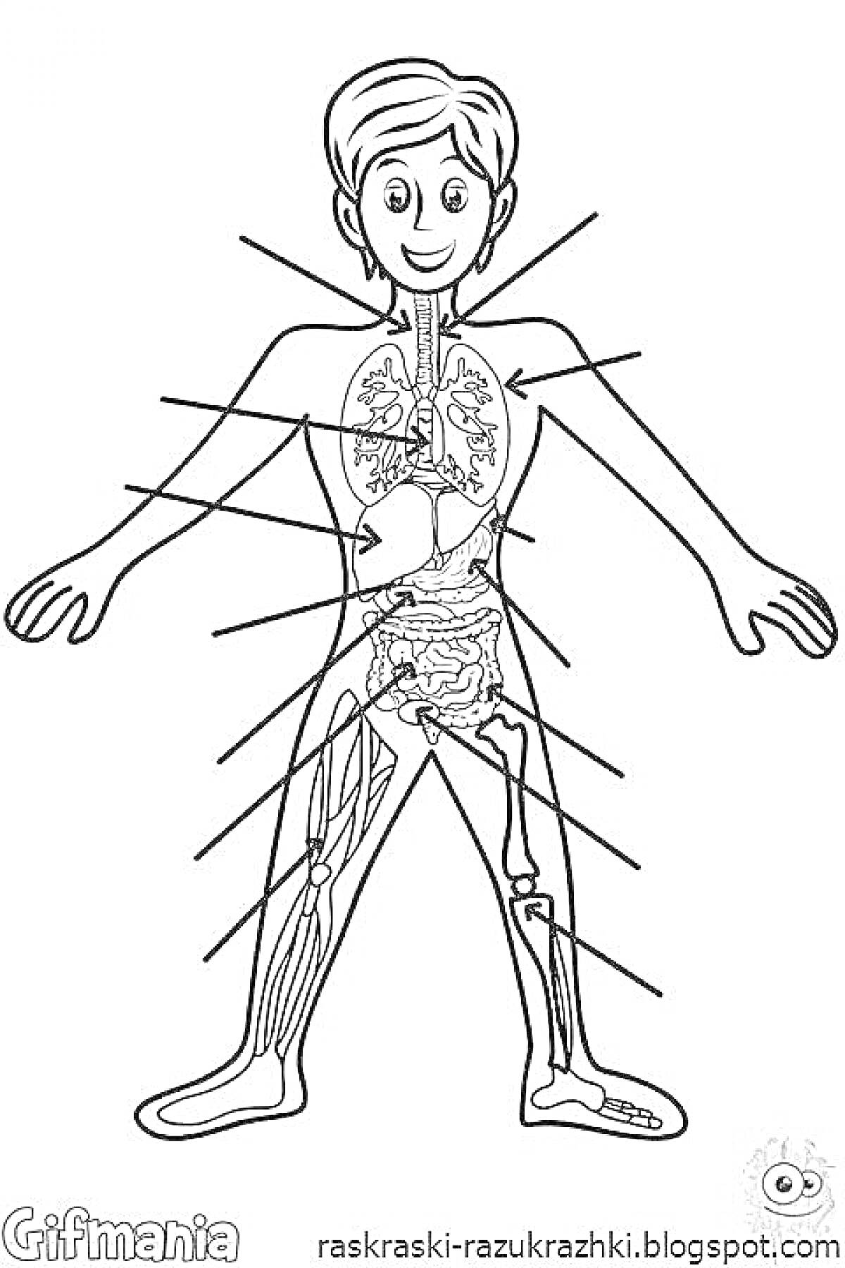 Раскраска Раскраска тела человека с внутренними органами и костями