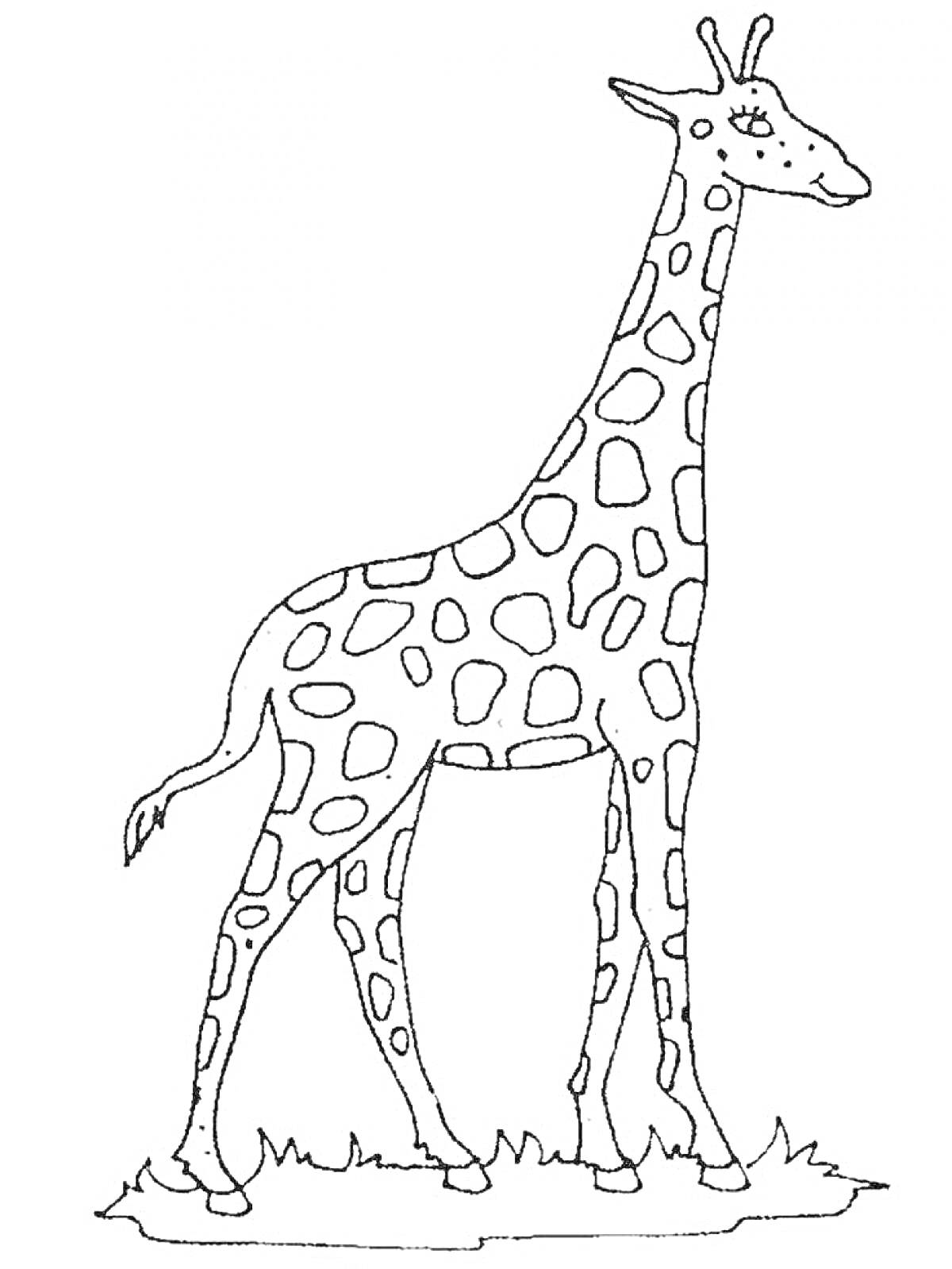 Раскраска Жираф, стоящий на траве