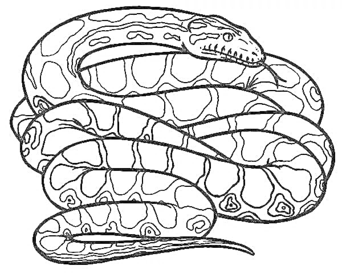 Раскраска Раскраска с изображением питона, свернувшегося кольцами