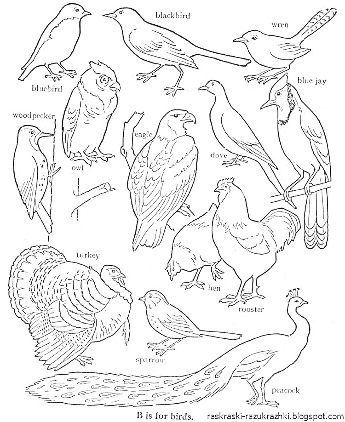 Раскраска Раскраска с изображениями различных диких птиц, таких как синий дрозд, черный дрозд, крапивник, сойка, дятел, сова, орел, голубь, курица, петух, индейка, воробей, павлин.