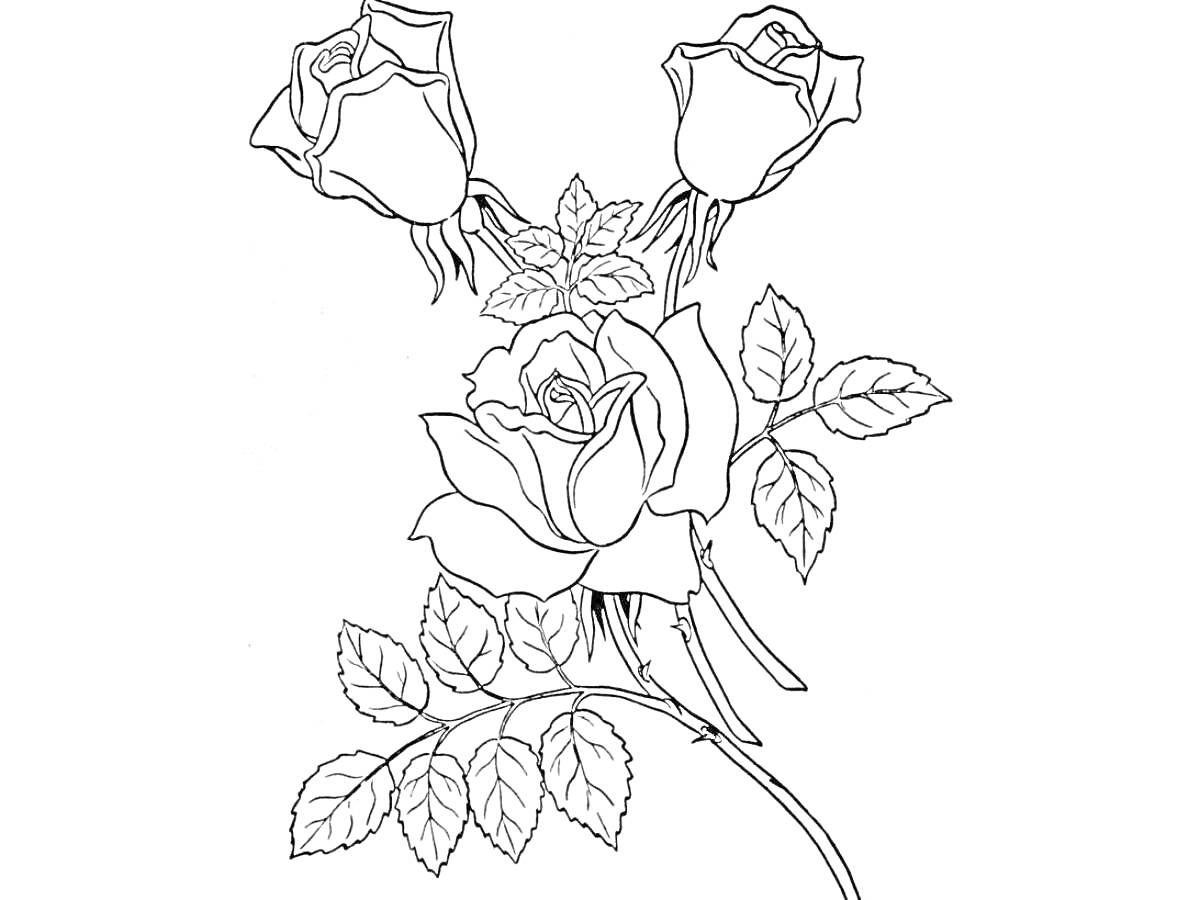 Раскраска Три распустившихся розы с листьями