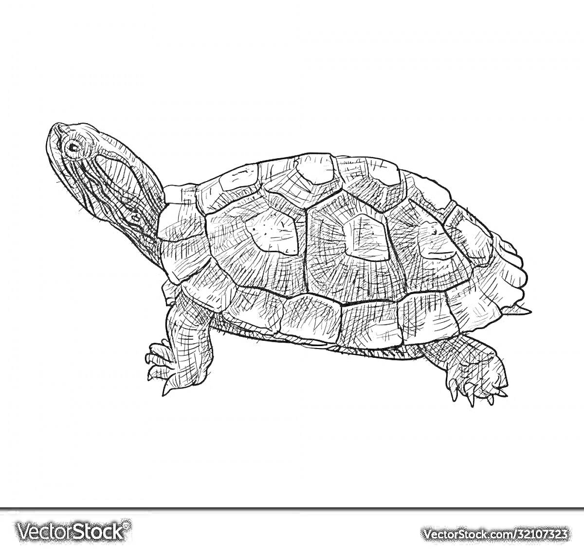 На раскраске изображено: Черепаха, Панцирь, Черно-белый изображение, Природа