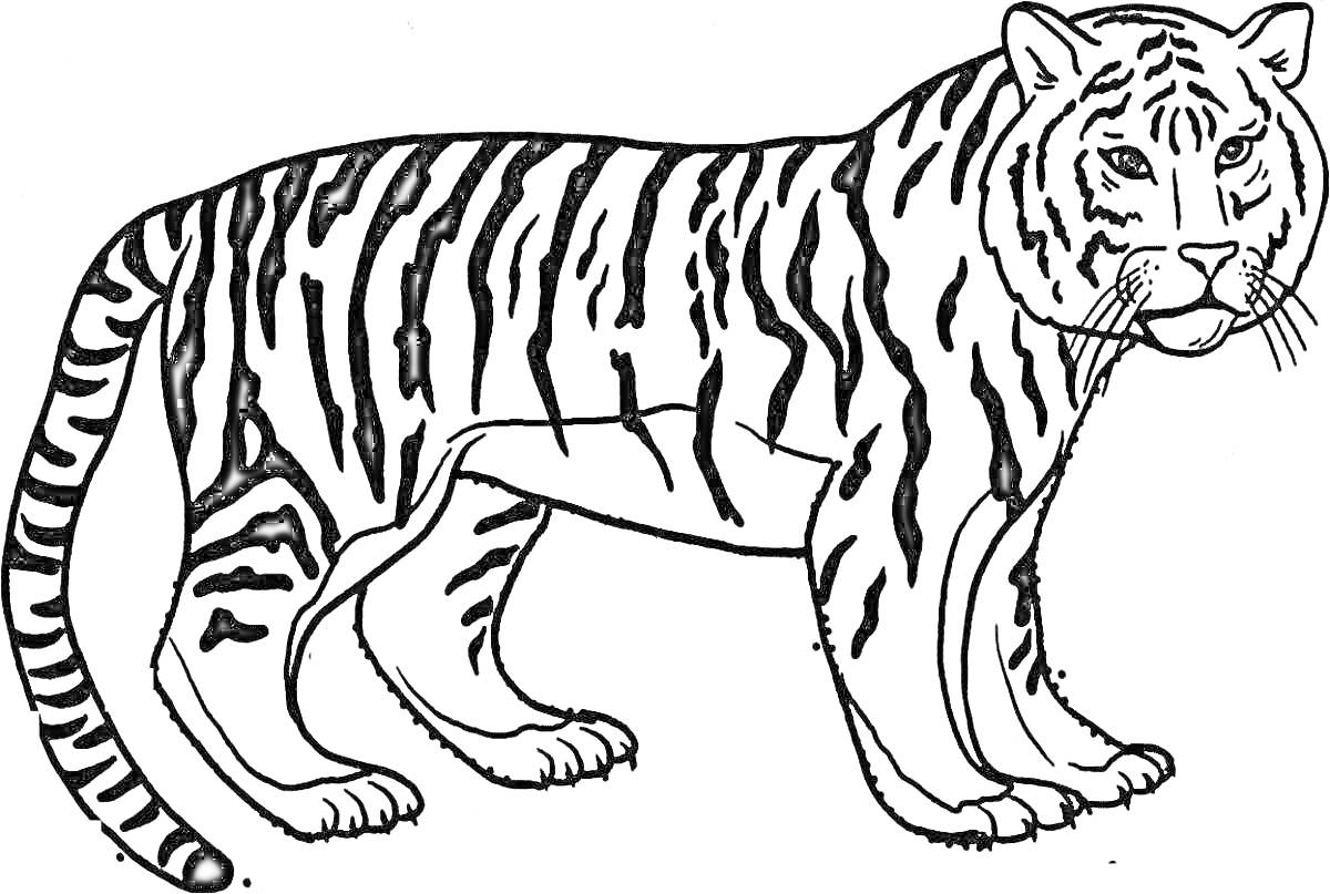 Амурский тигр с полосами