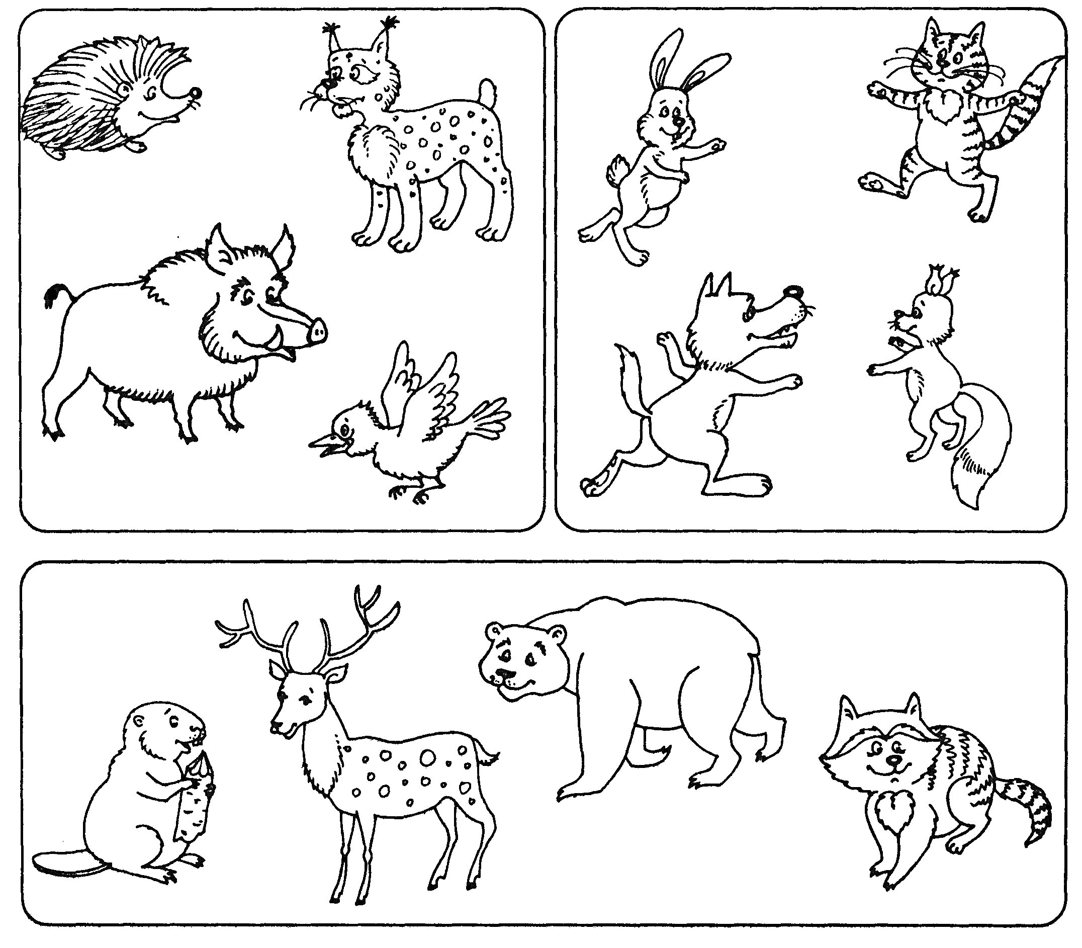 Раскраска Еж, рысь, кролик, кабан, птица, волк, белка, бобр, олень, белый медведь, енот