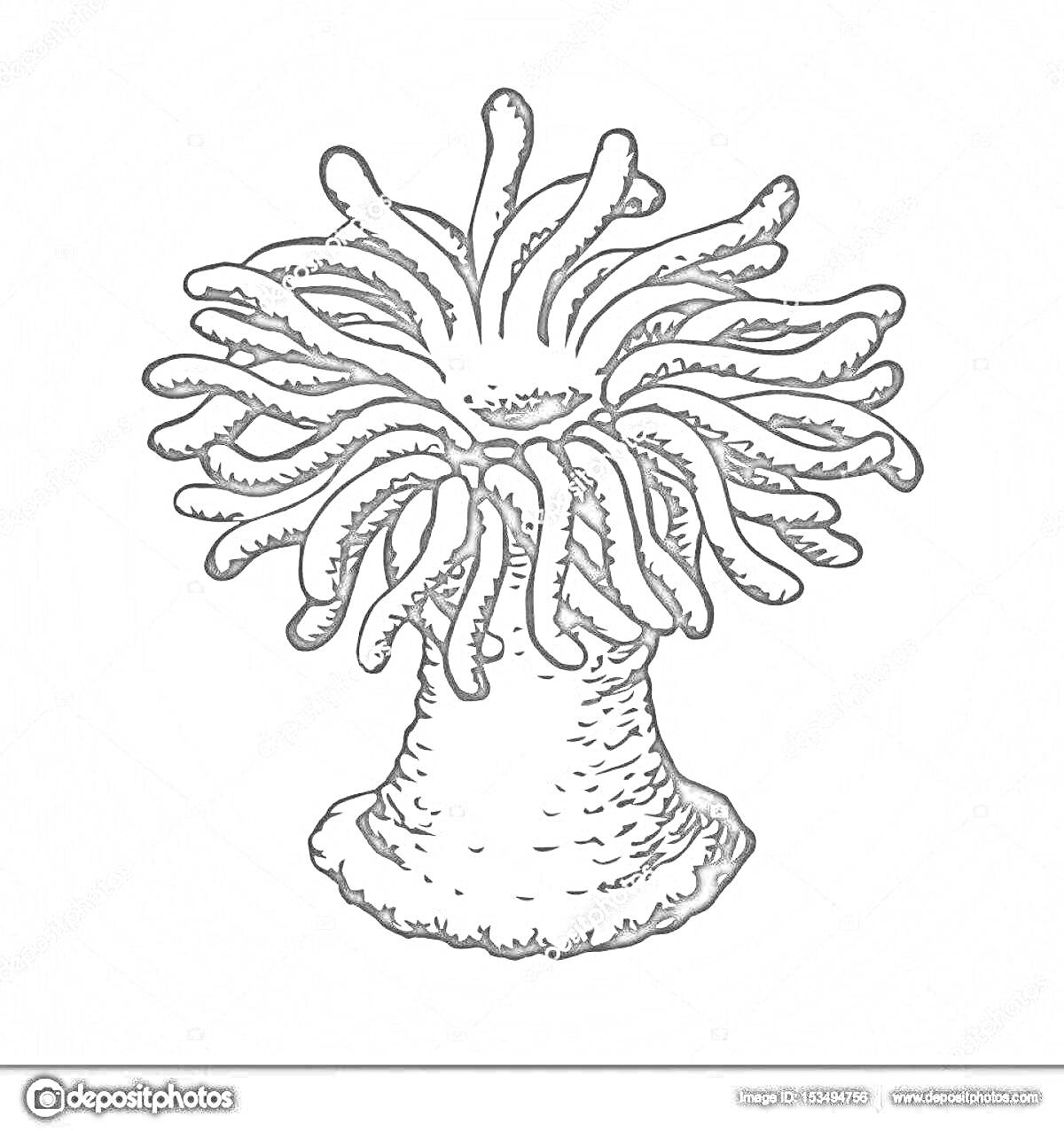 Раскраска Раскраска актинии с щупальцами (схематичное изображение)