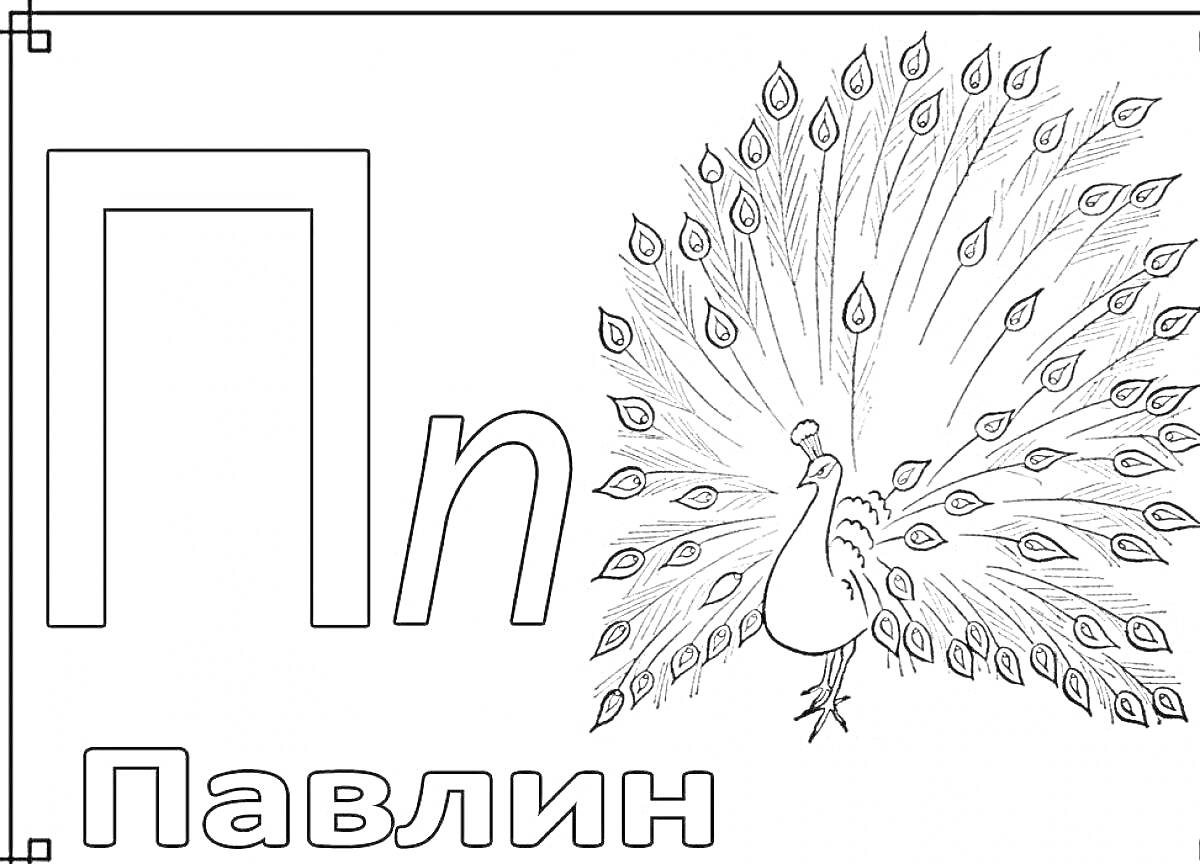 На раскраске изображено: Буква П, Павлин, Строчная буква, Дошкольники, Алфавит, Обучение, Творчество