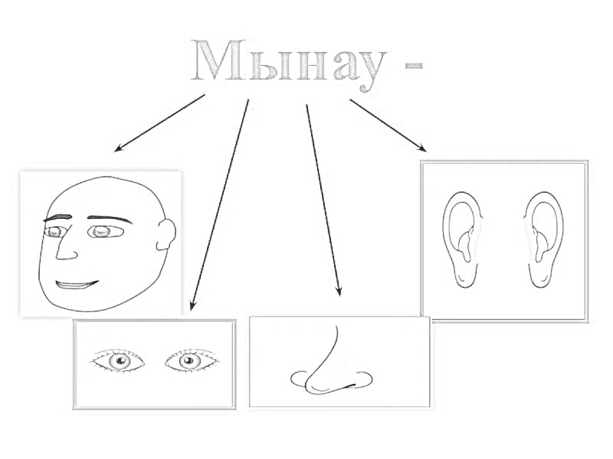 На раскраске изображено: Лицо, Уши, Глаза, Нос, Дене мүшелері
