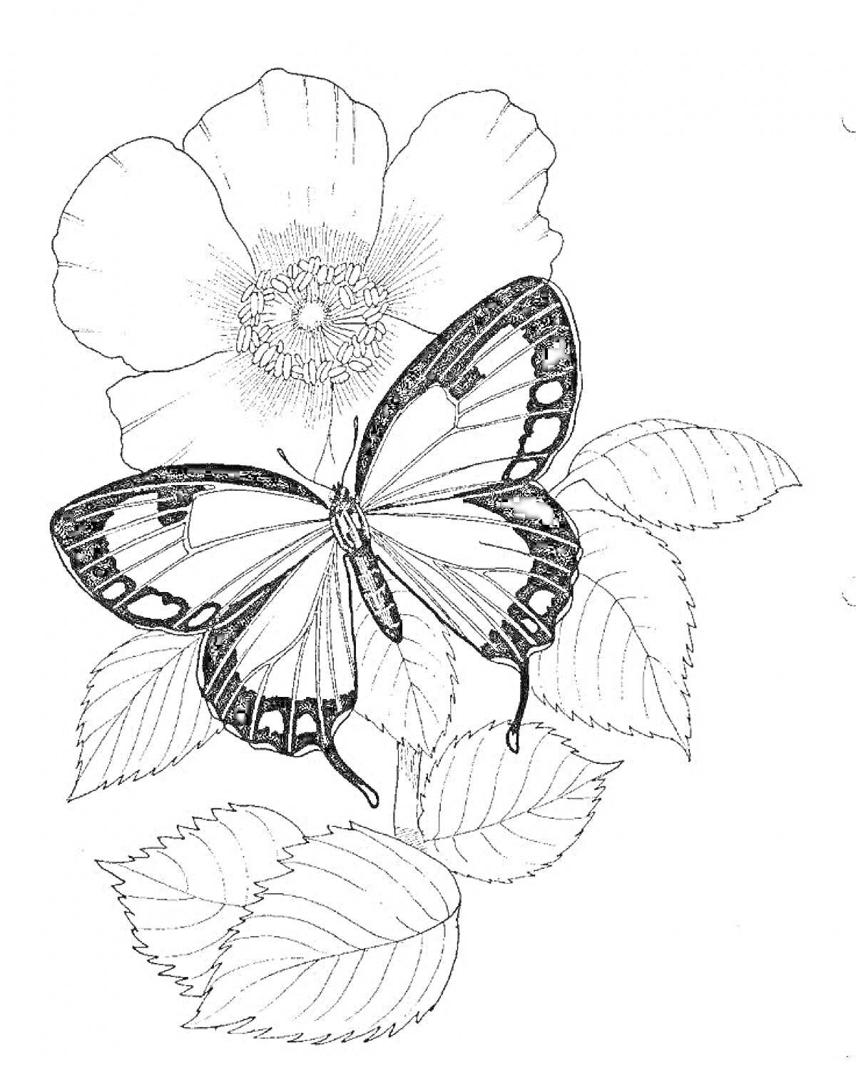 На раскраске изображено: Бабочка, Мак, Листья, Природа, Для детей, Для взрослых