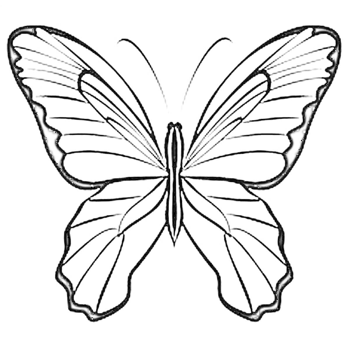 Раскраска шаблон бабочки с развернутыми крыльями