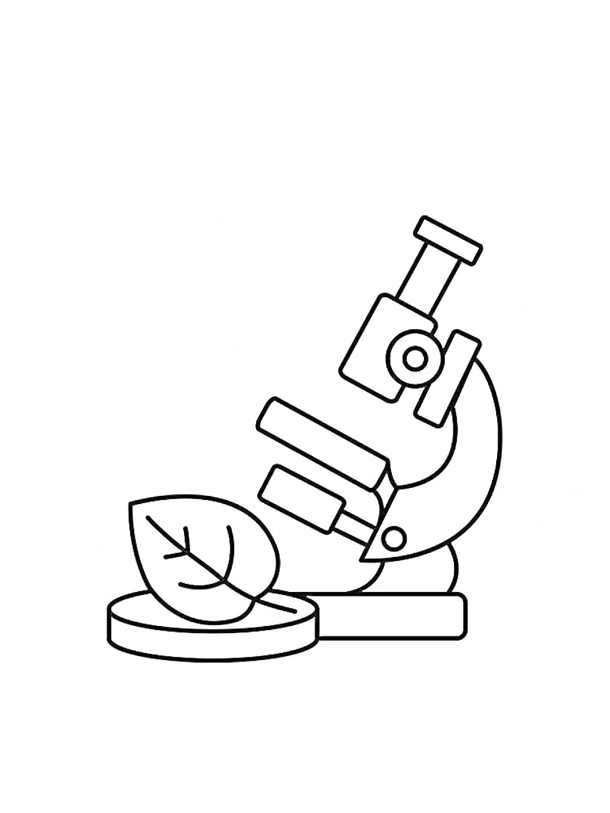 Микроскоп с листом на предметном стекле