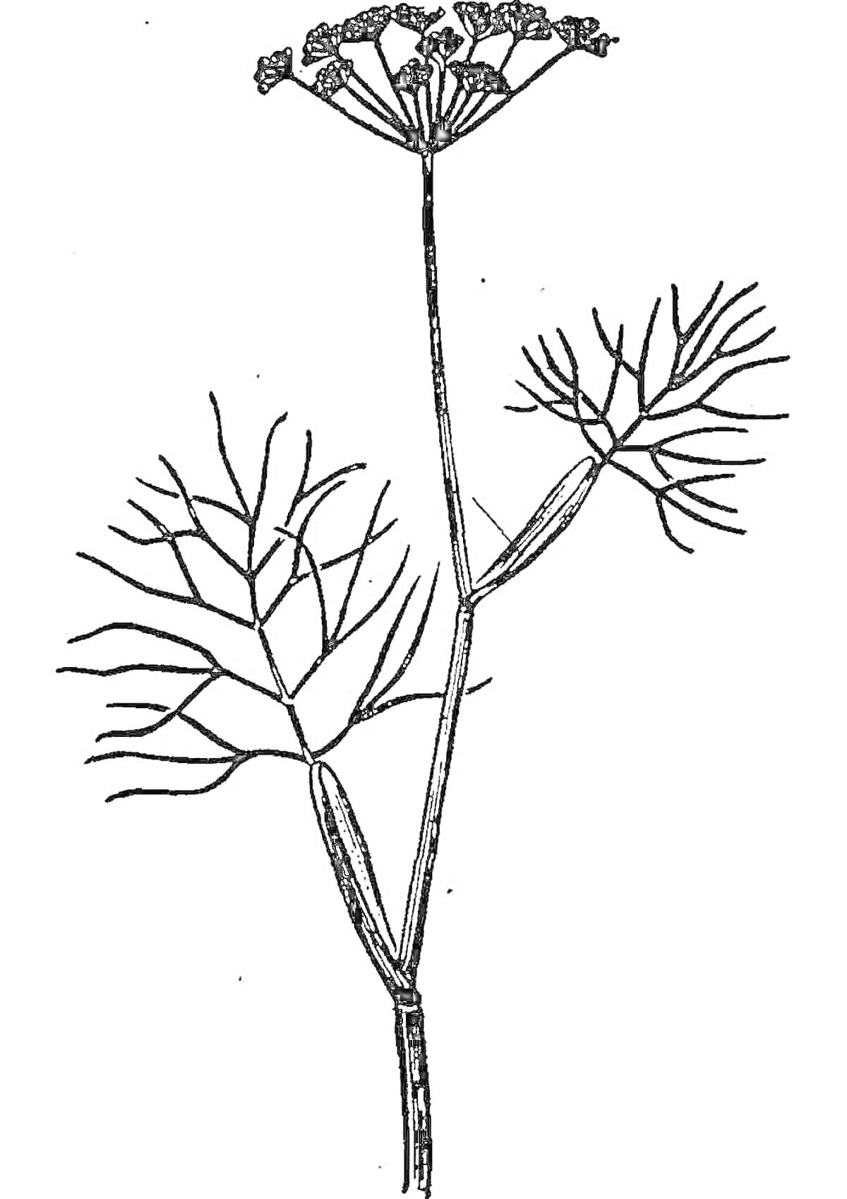 Раскраска Укроп с веточками и зонтиком семян