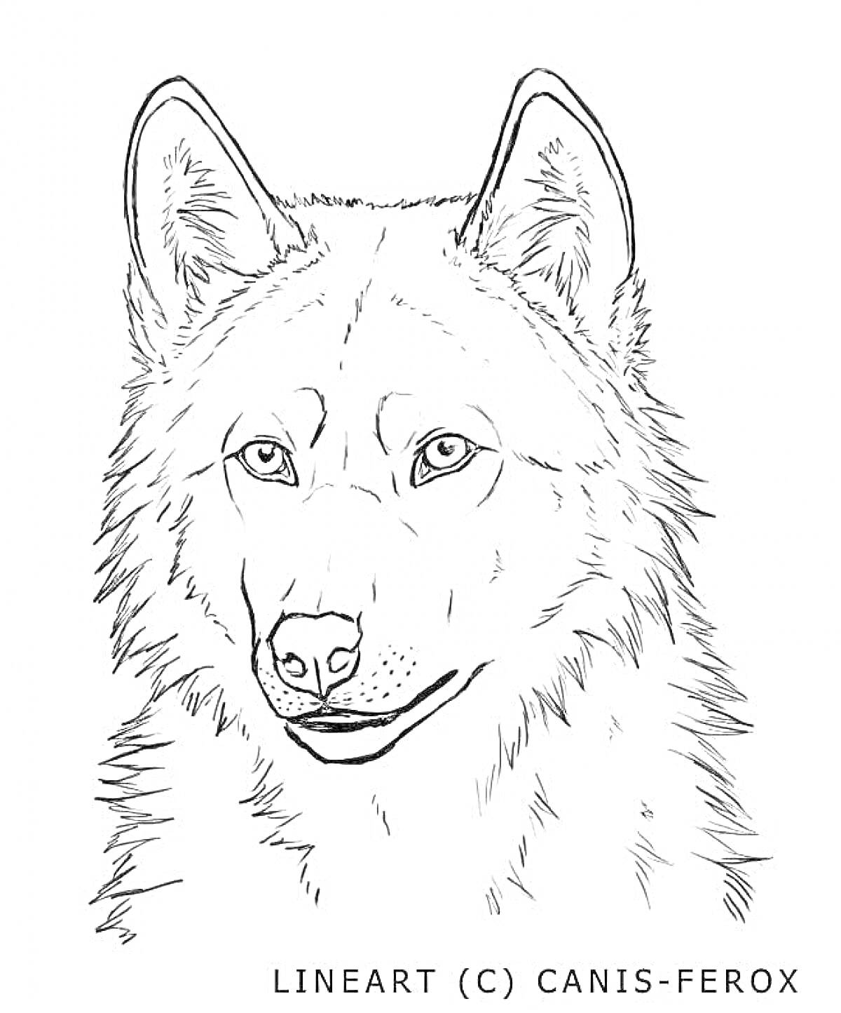На раскраске изображено: Волк, Острые уши, Мех, Дикая природа, Уши