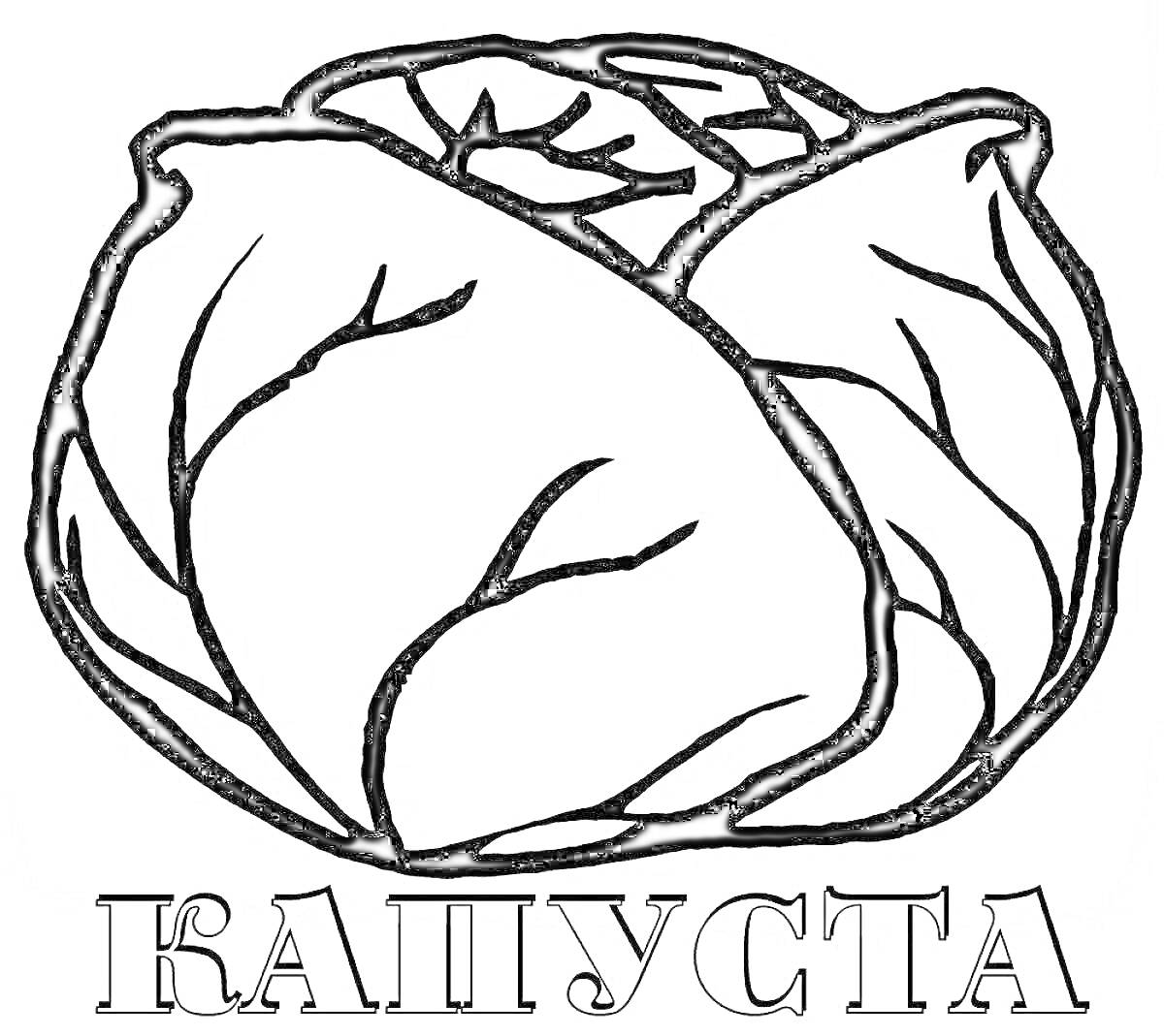 Раскраска Рисунок капуста с надписью 