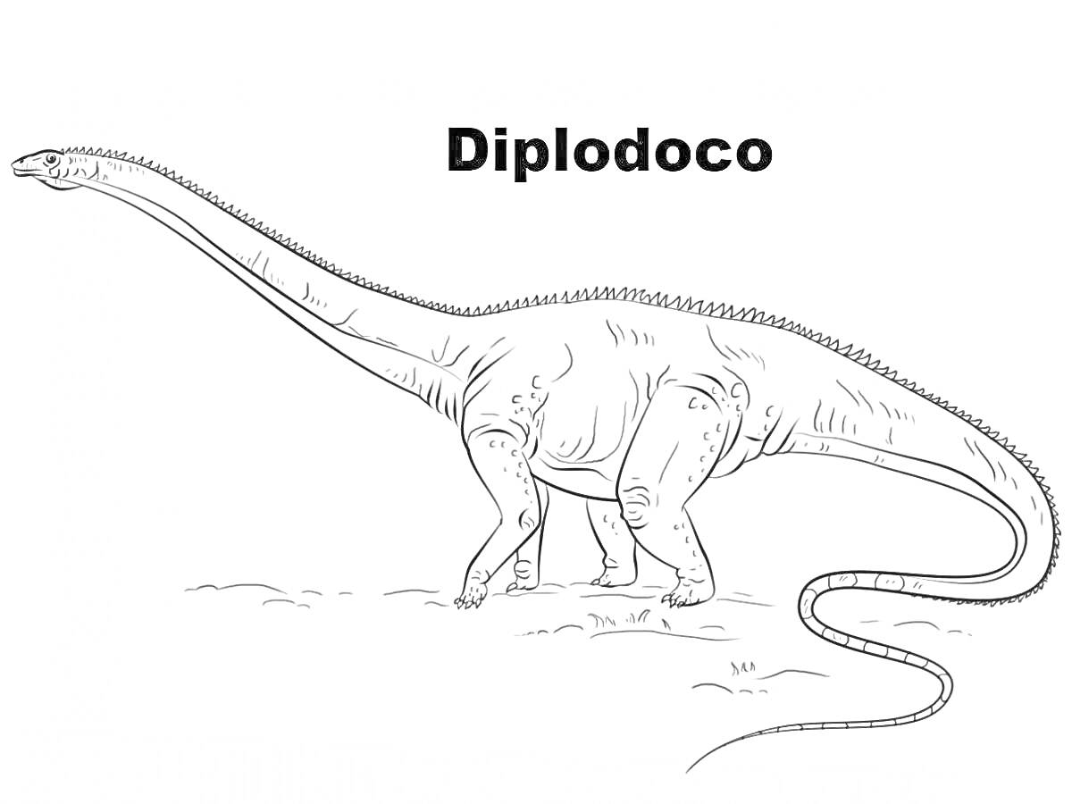 На раскраске изображено: Динозавр, Диплодок, Длинная шея, Хвост