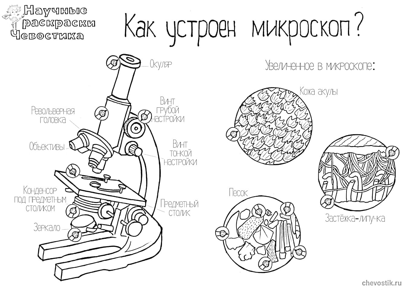 Раскраска Как устроен микроскоп - окуляр, винт тонкой настройки, револьвер, револьверное устройство, предметный столик, объектив, револьвер с объективами, зеркало, подставка, Парамициум, пчела, доспехи-жука