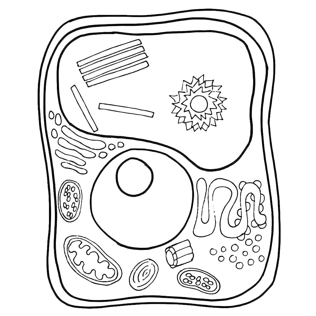 Раскраска Строение растительной клетки с органеллами: ядро, митохондрия, хлоропласт, рибосомы, эндоплазматическая сеть, комплекс Гольджи, вакуоль, клеточная стенка, цитоплазма