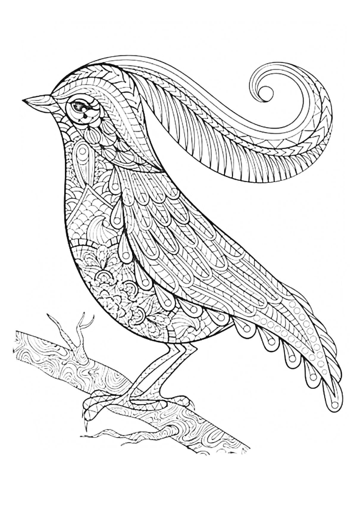 Раскраска Птица на ветке с узорными крыльями и хвостом