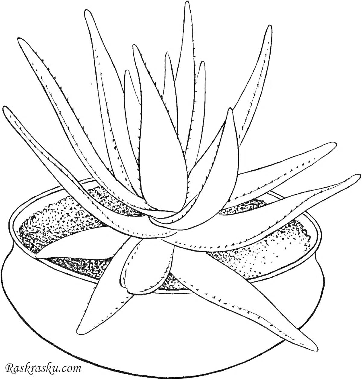 Раскраска Алоэ в горшке