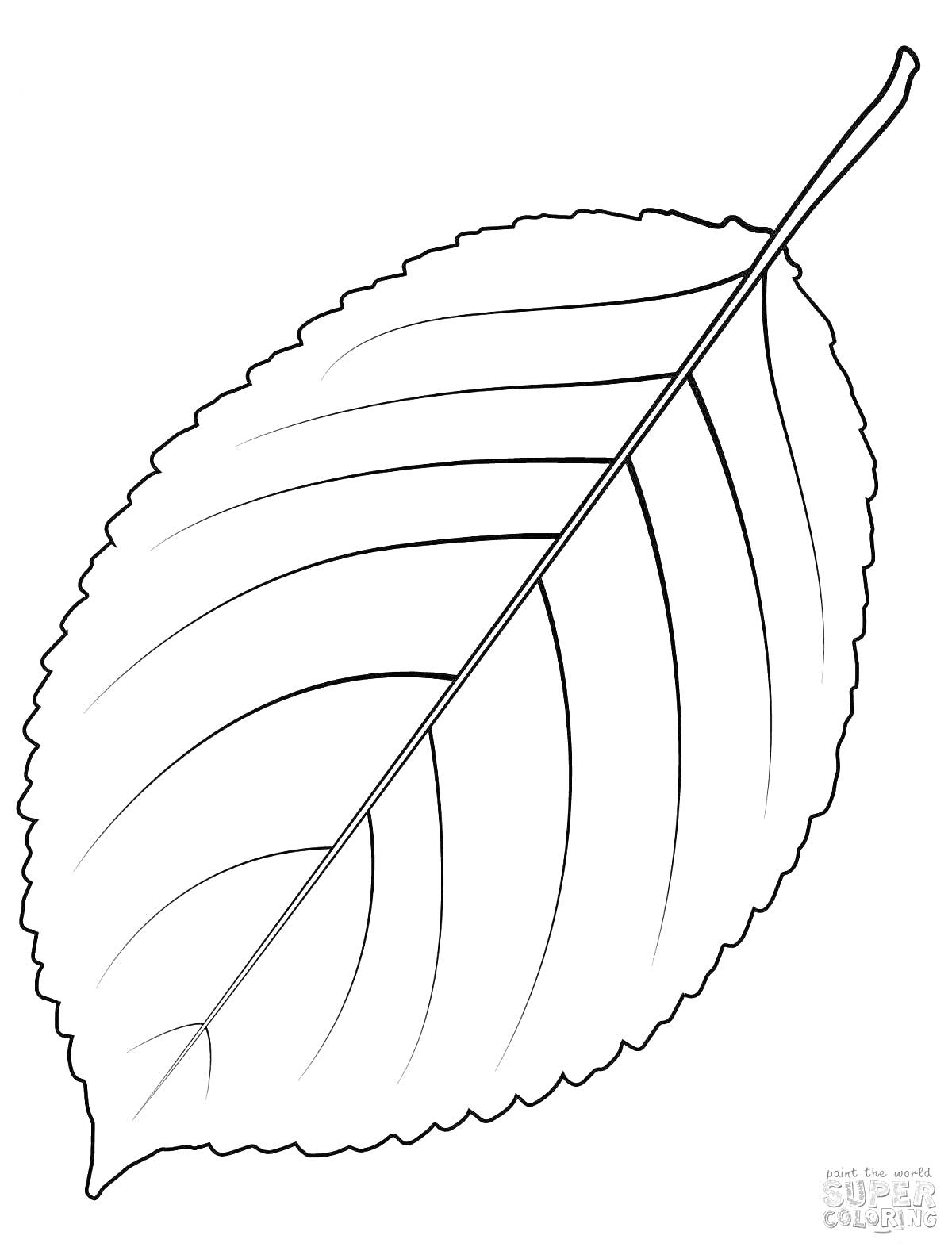 Раскраска Лист осины: контурное изображение осинового листа с прожилками