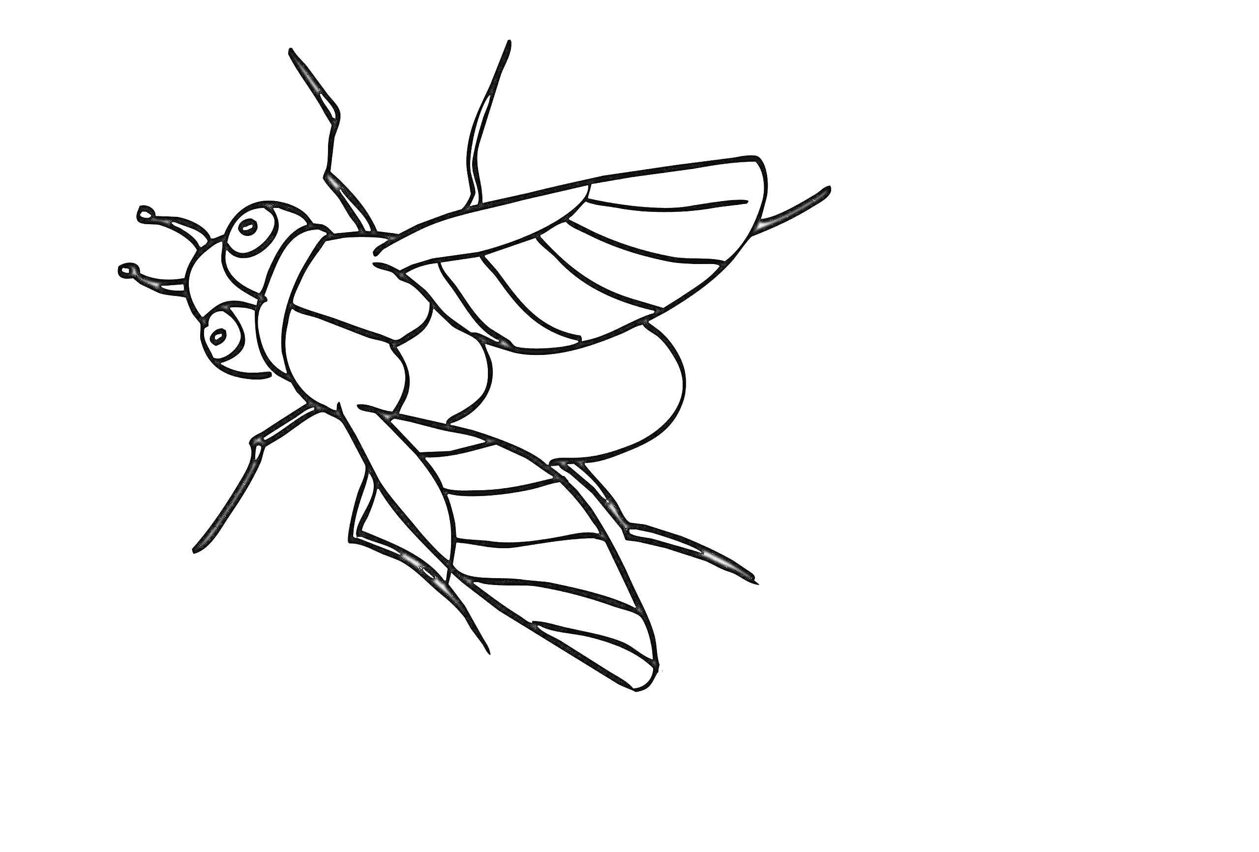 Раскраска Муха с большими глазами, четырьмя крыльями и шестью ногами