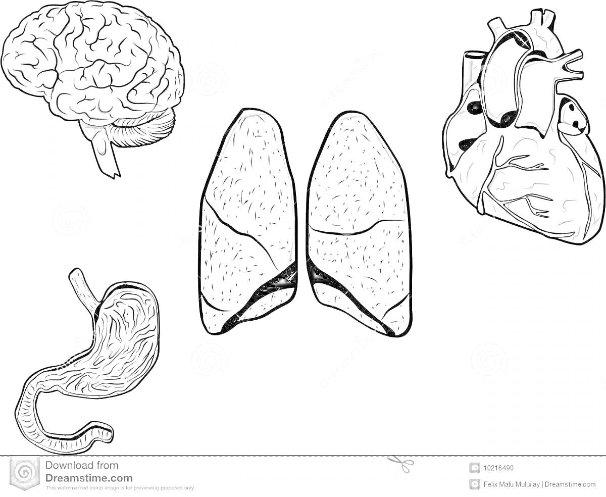 Раскраска Мозг, лёгкие, сердце, желудок
