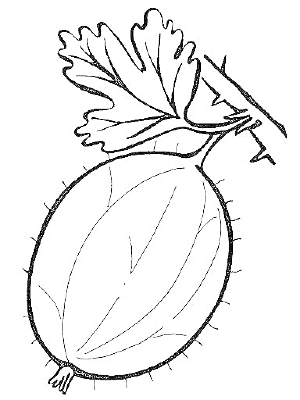 Раскраска Ветка крыжовника с ягодой и листьями