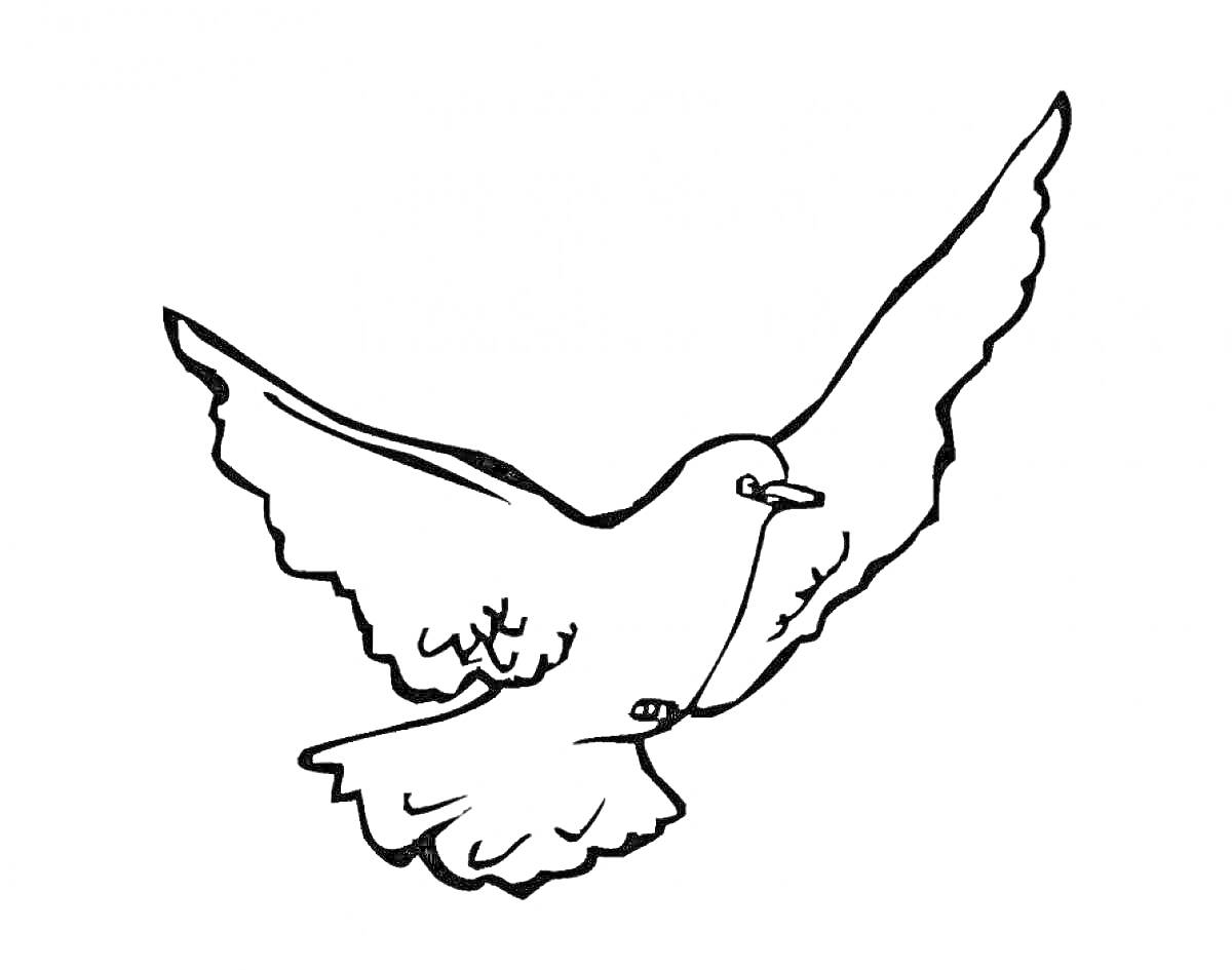 На раскраске изображено: Птица, Полет, Крылья, Голуби, Контурные рисунки