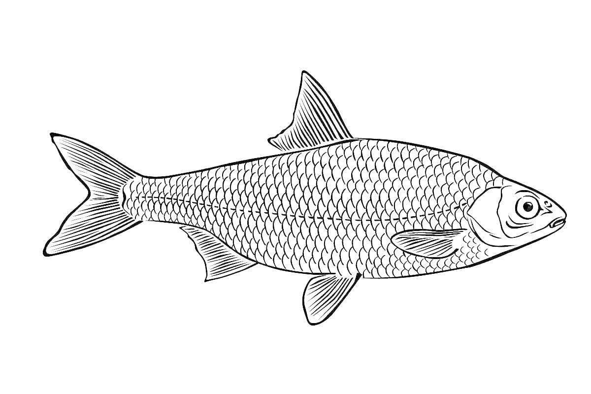Раскраска Раскраска с изображением рыбы с чешуей, плавниками и хвостом