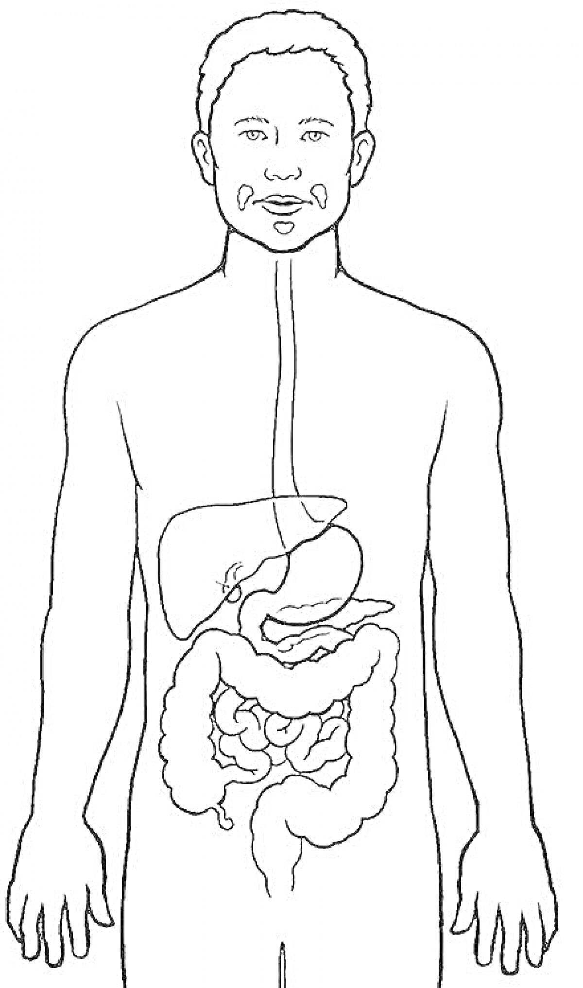 На раскраске изображено: Пищеварительная система, Ротовая полость, Пищевод, Желудок, Печень, Тонкий кишечник, Толстый кишечник, Анатомия, Человеческое тело