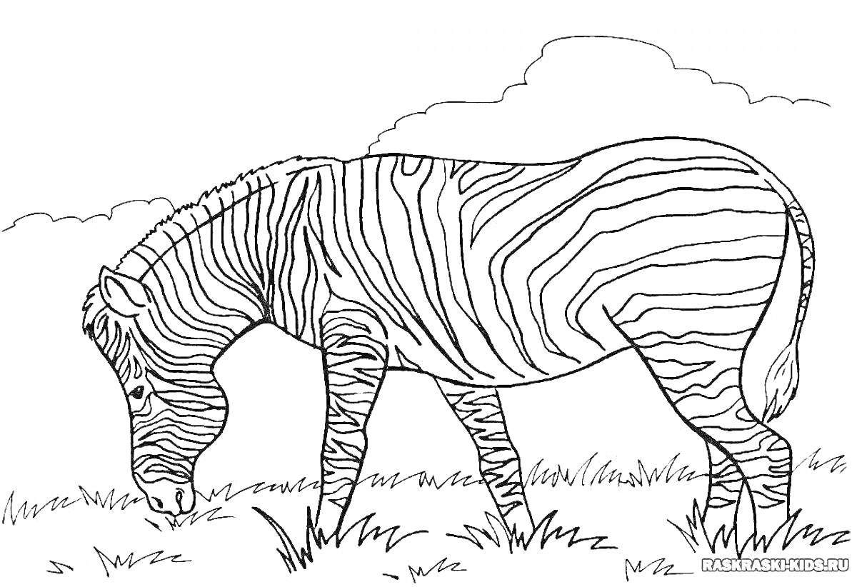 Раскраска Зебра, пасущаяся на траве на фоне облачного неба