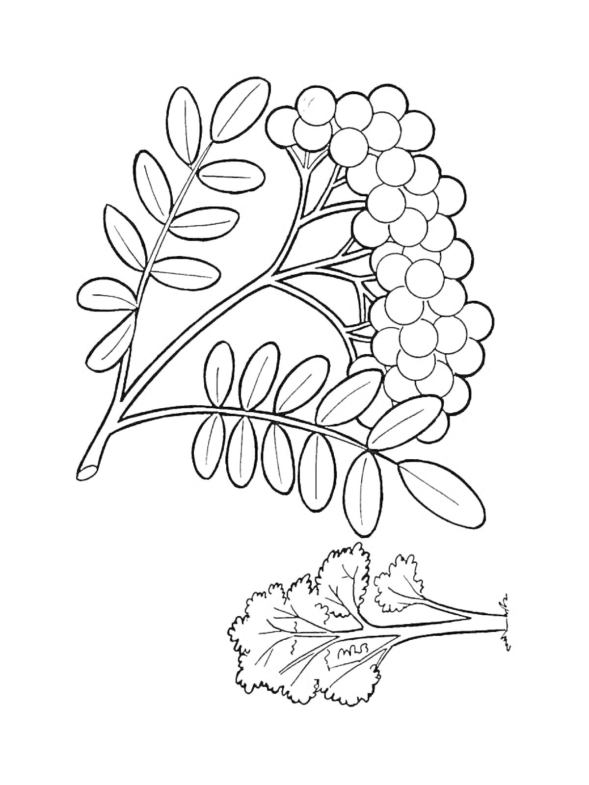 На раскраске изображено: Рябина, Ветка, Листья, Ягоды, Природа, Контурное изображение, Ботаника