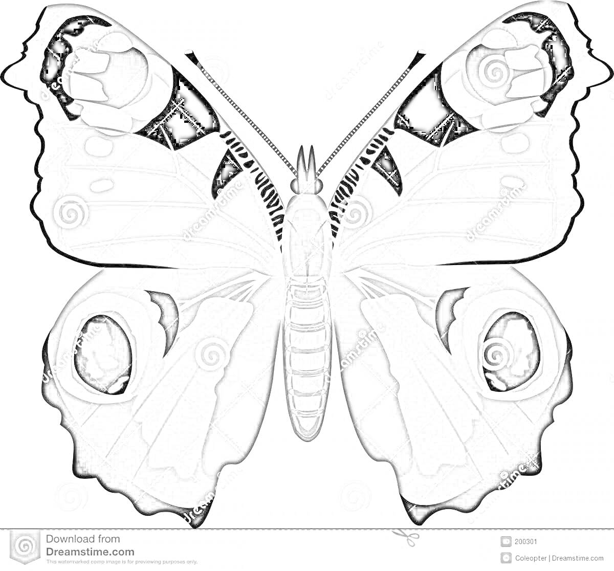 Раскраска Бабочка павлиний глаз с характерными глазчатыми пятнами на крыльях