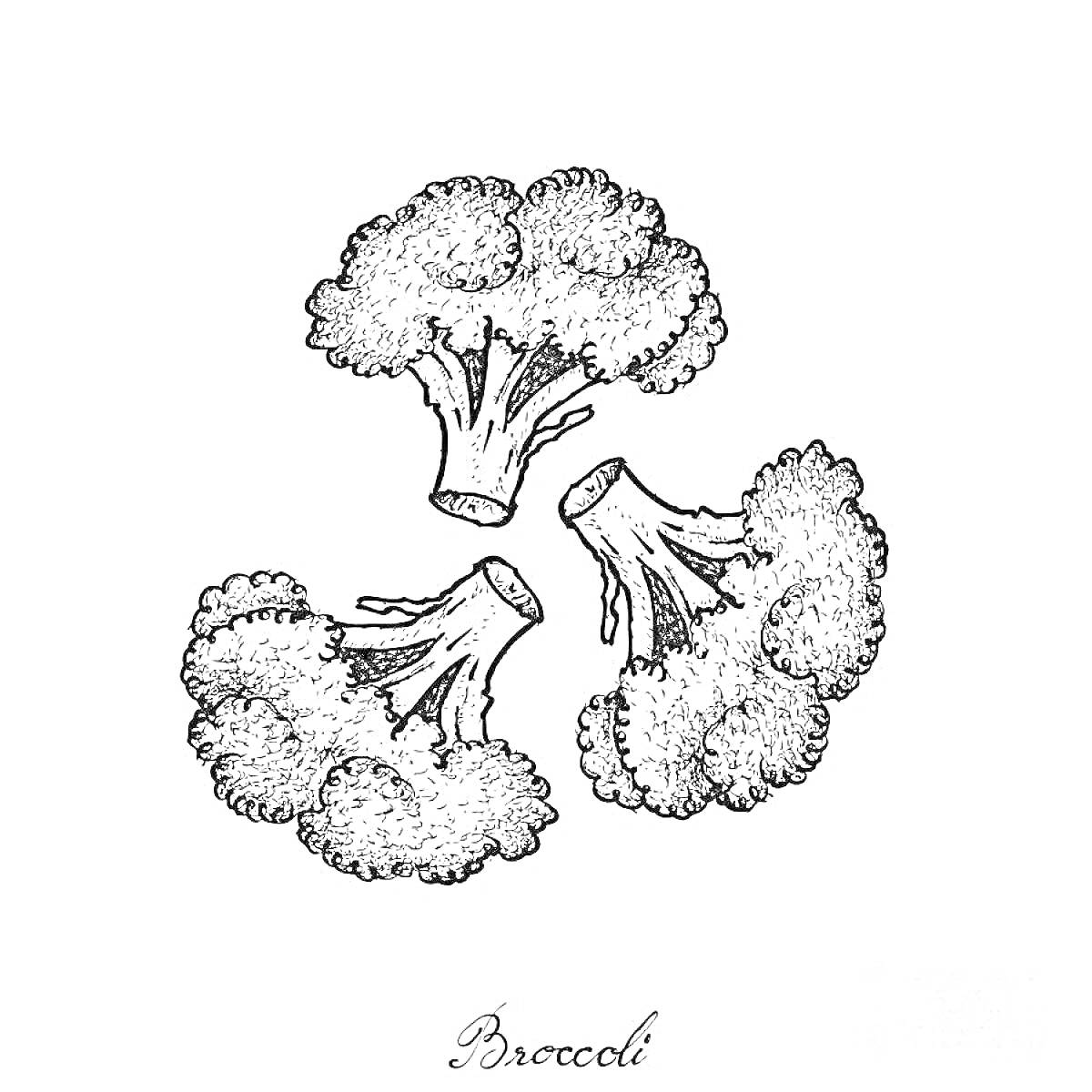 Раскраска три соцветия брокколи на белом фоне