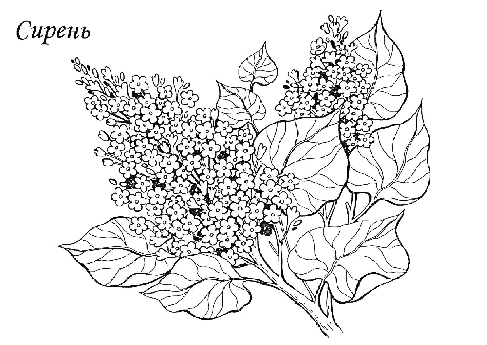 На раскраске изображено: Сирень, Цветы, Листья, Для взрослых, Природа, Ботаника