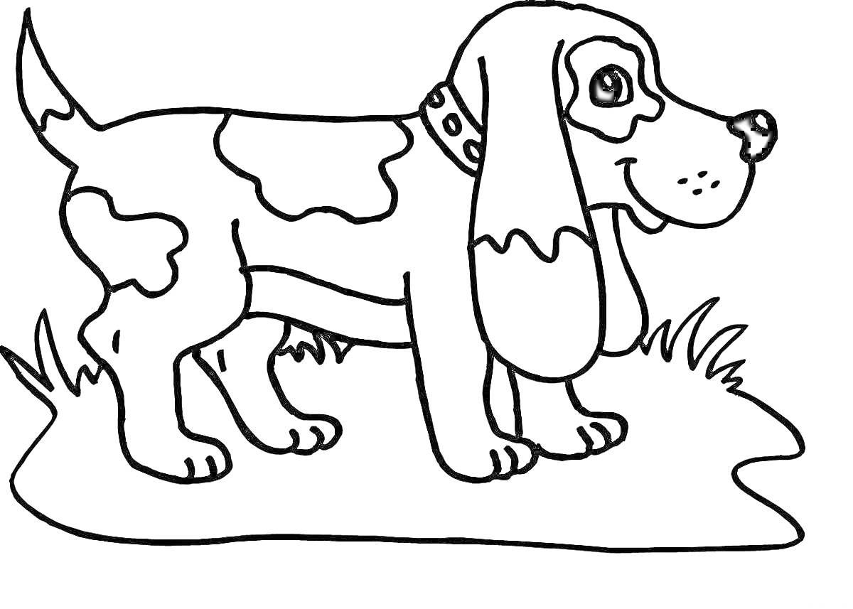 На раскраске изображено: Собака, Животные, Трава, Длинные уши, Хвост, Лапы, Ошейник, Пятна