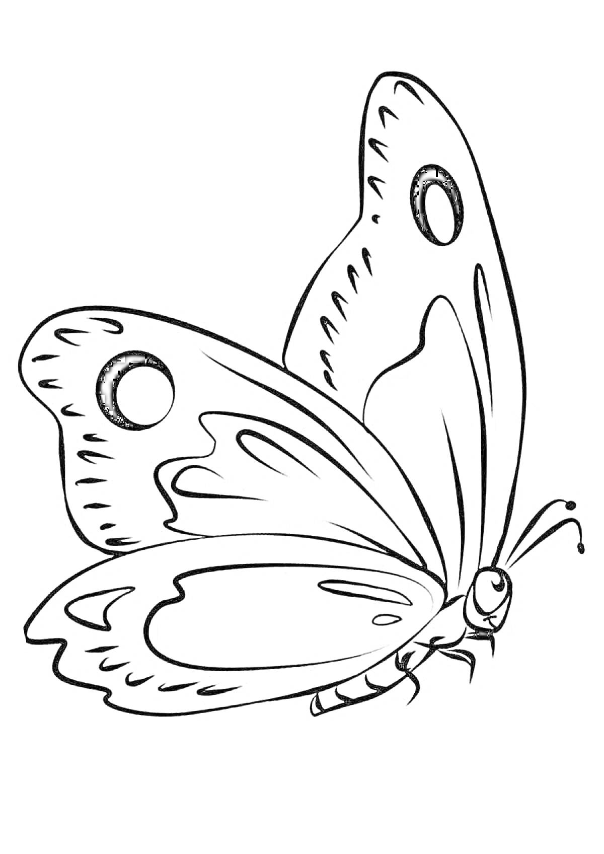 Раскраска бабочка с узорами на крыльях, антенны, детская раскраска