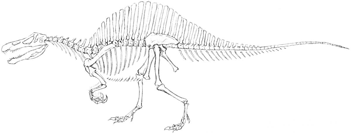 Скелет динозавра с гребнем на спине