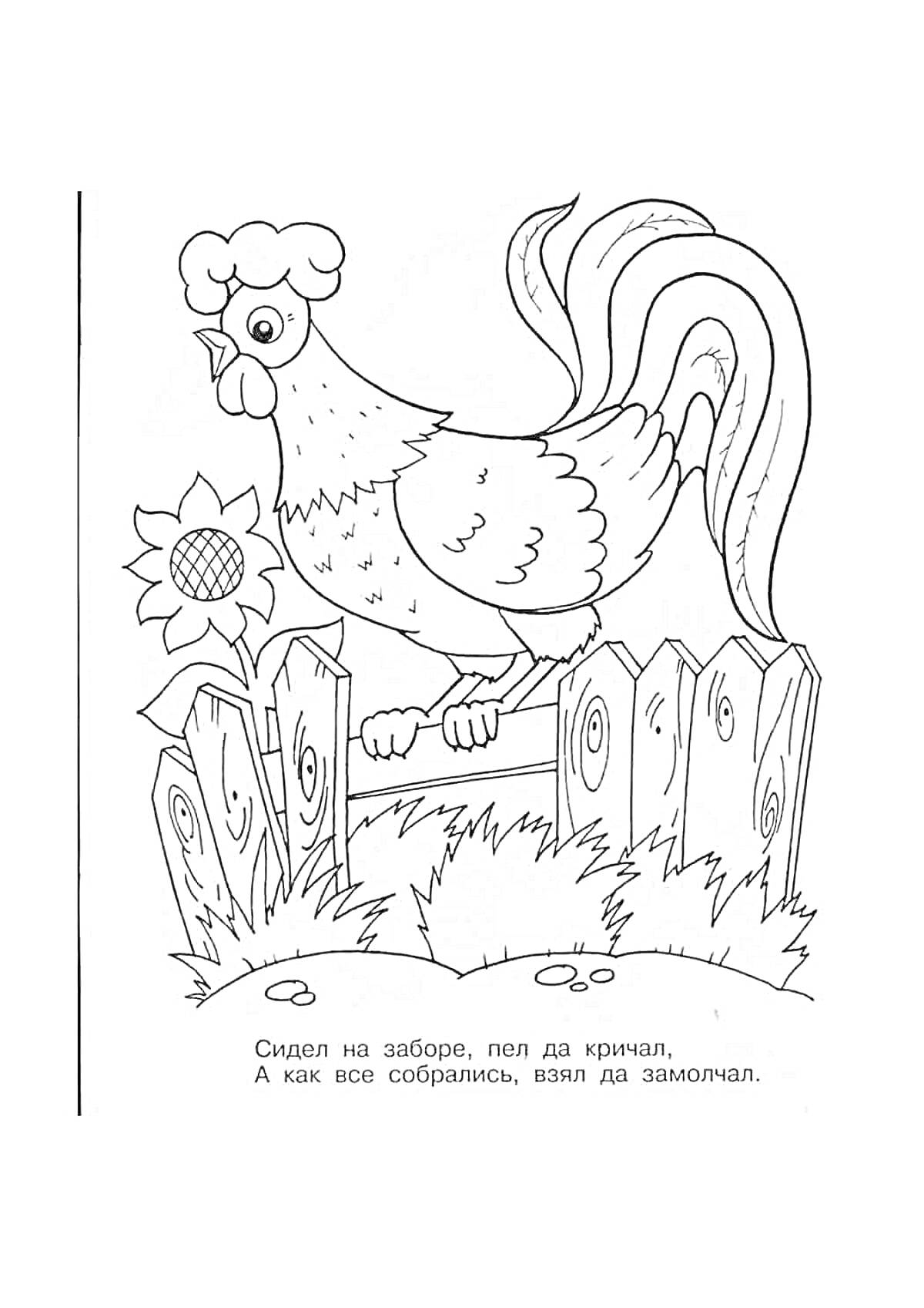 Раскраска Петух на заборе рядом с подсолнухом