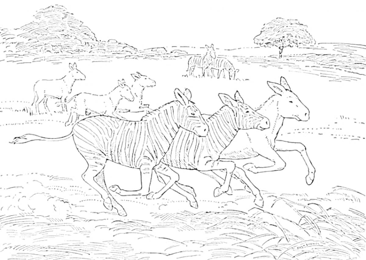 Раскраска зебры бегут по саванне на переднем плане, антилопы пасутся, деревья и кусты на заднем плане, холмы