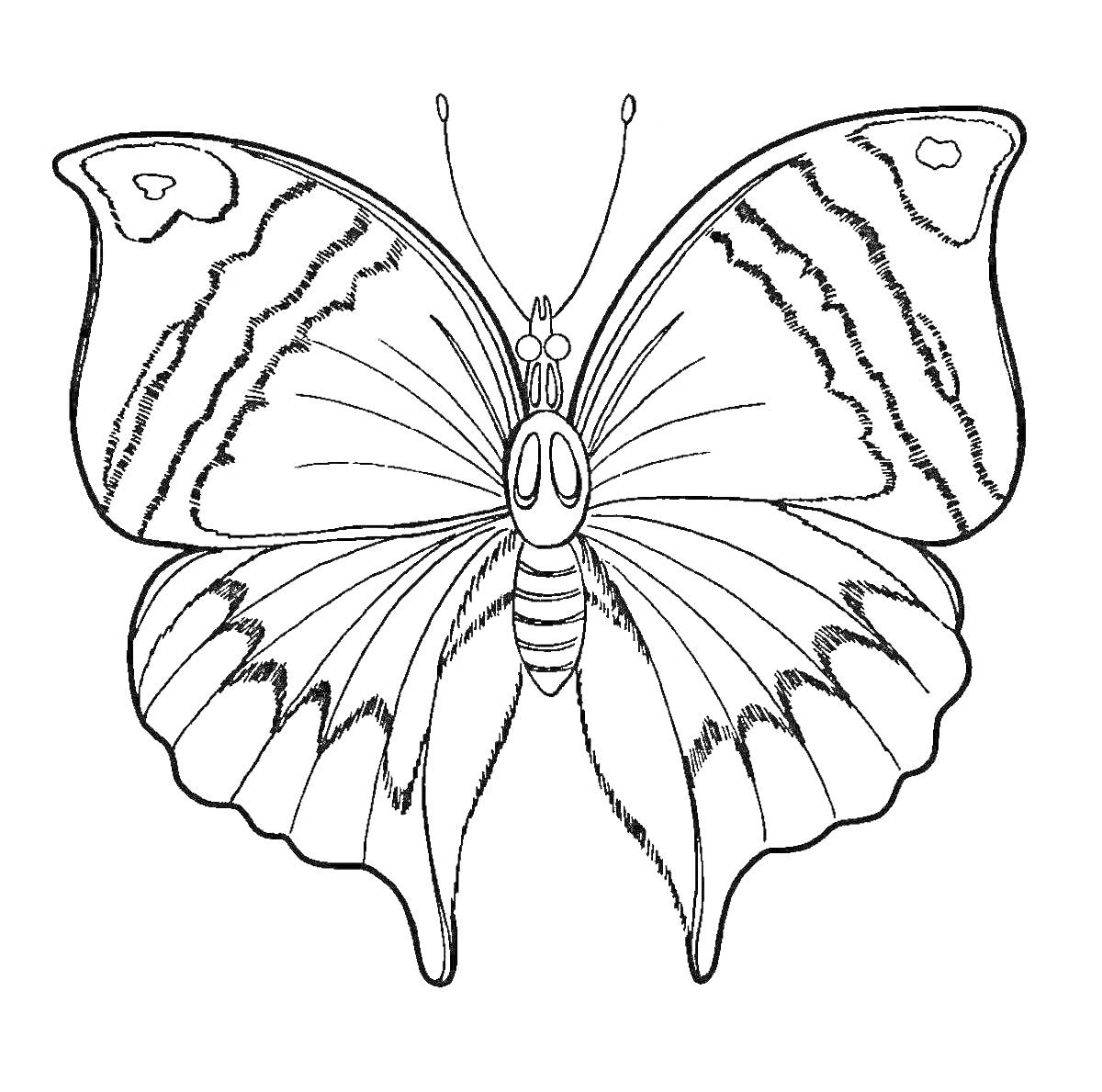 Раскраска Контурная раскраска бабочки с детализированными крыльями и телом