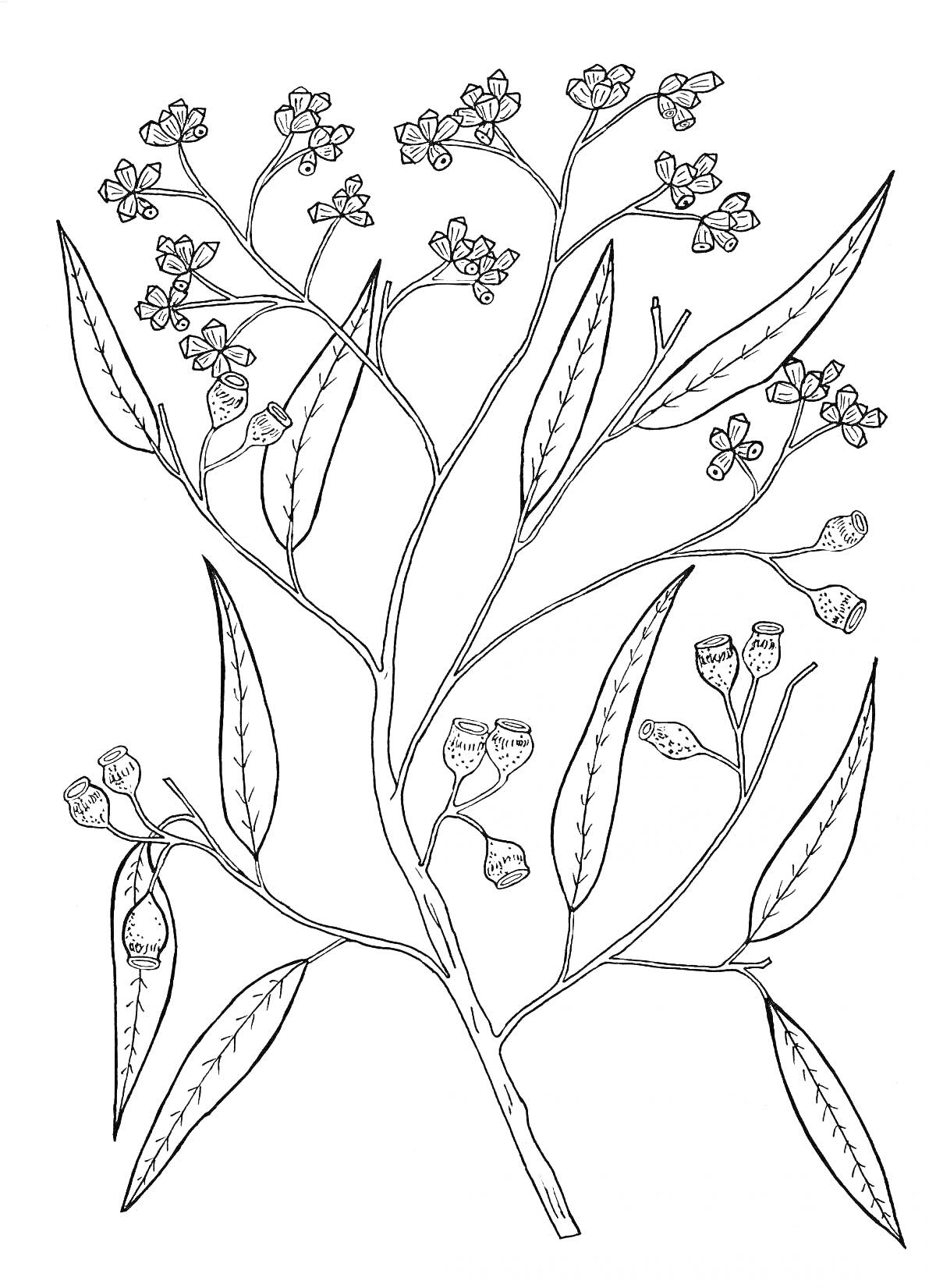 На раскраске изображено: Эвкалипт, Цветы, Плоды, Листья, Ботаника, Ветка, Контурные рисунки