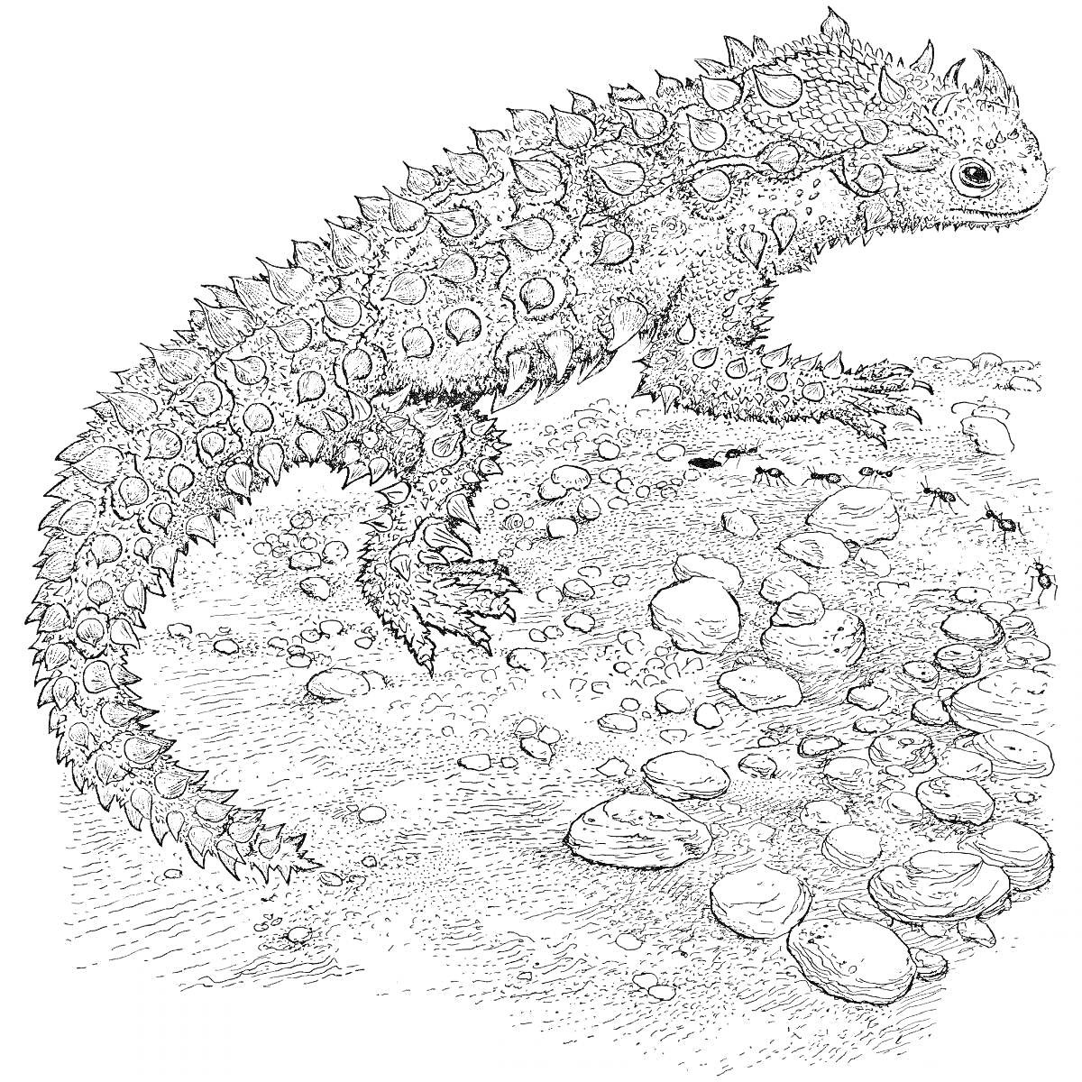 На раскраске изображено: Антистресс, Камни, Природа