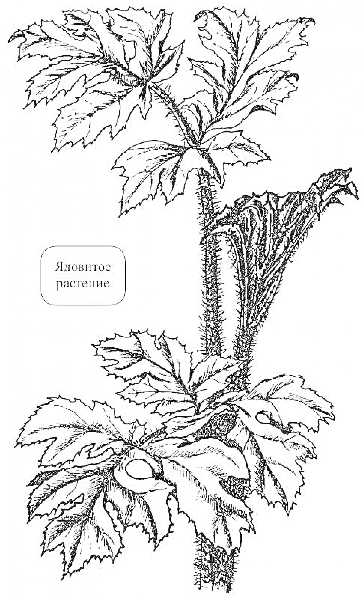 Ядовитое растение с крупными, зубчатыми листьями и колючим стеблем