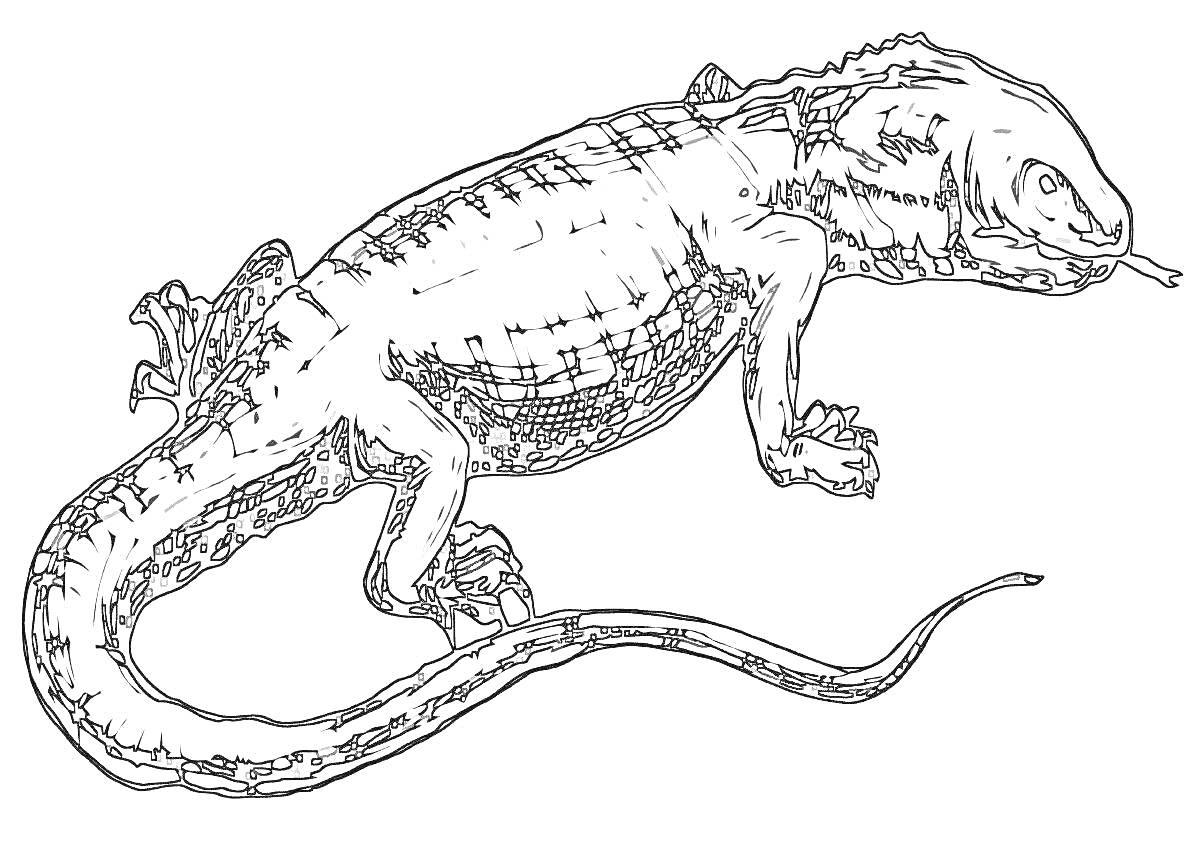 Раскраска Варан лежащий с вытянутым языком